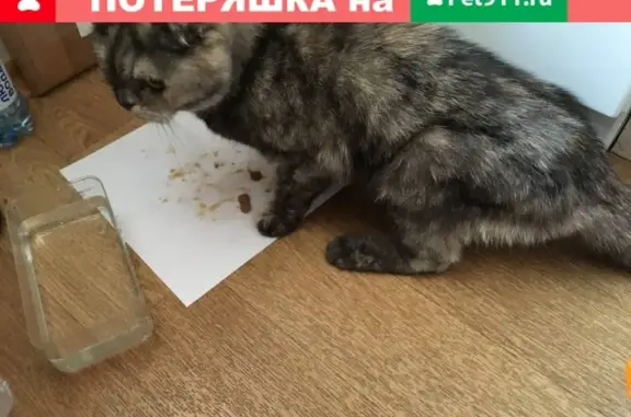 Найдена худая кошка в Екатеринбурге