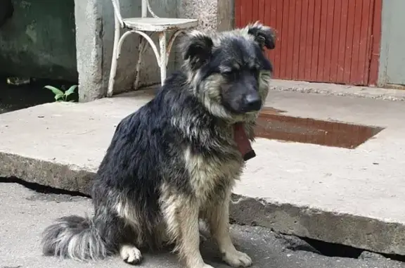 Найдена собака в Пушкино, метис с красным ошейником