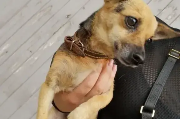 Найдена собака на перекрестке в Краснодаре!