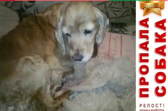 Потерянные животные Иваново, фото: Пропала собака в районе Сабиново, Кокер спаниель Нюра.