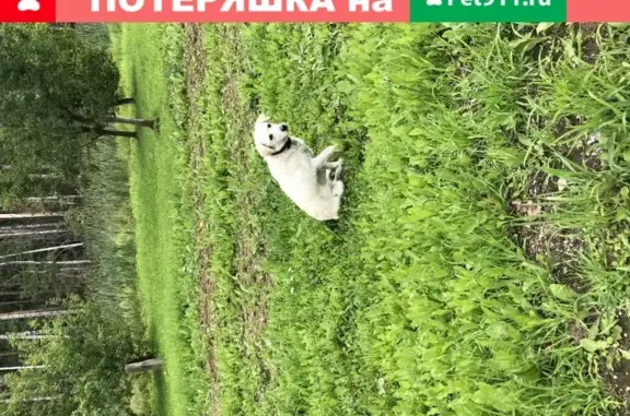 Найдена собака в поселении Внуково на ул. Писательские Дачи, 3