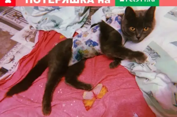 Пропала кошка в с. Кирицы, ул. Магаданская, нуждается в лечении