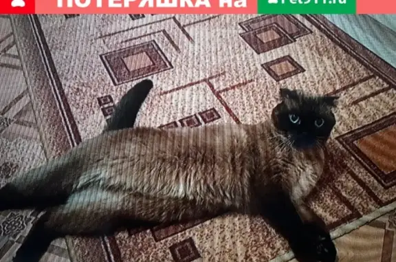 Пропал кот по адресу Артёма 103 в Стерлитамаке