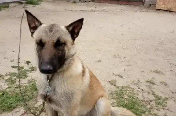 Пропала собака Ральф в районе Березники, Тюмень