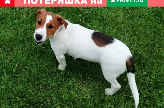 Найден щенок в поселении Вороновское, Москва