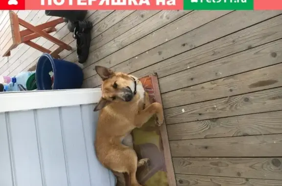 Собака найдена в Выборгском р-не, Снт Нептун, СПб.