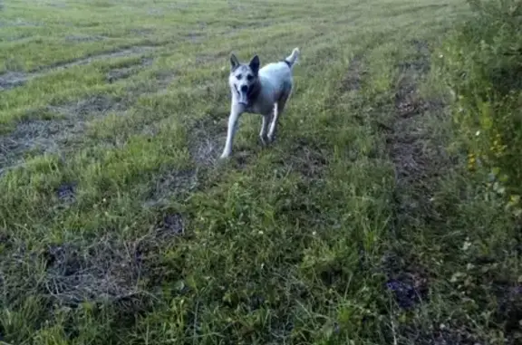 Найден игривый пёс в ошейнике в д. Слободка, Орловский район