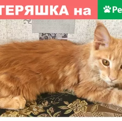 Пропал кот Эндрю, ул. Суворова, Магнитогорск