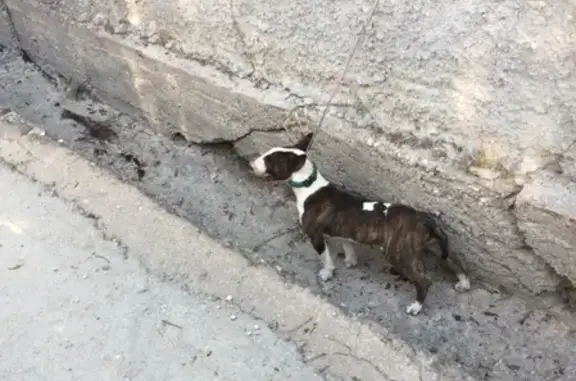 Найдена собака на улице Жукова, Балаклава