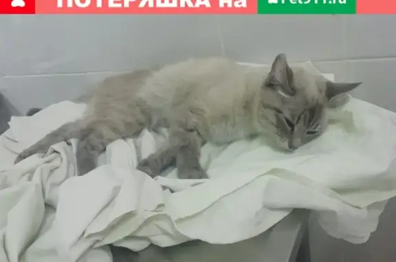 Найдена кошка возле Сбербанка на Тольятти 62/3, ищем хозяев