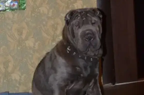 Пропала собака в Сызрани, голубой шарпей по кличке Фиби