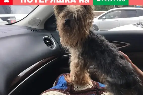 Найдена собака в Рогово, Новая Москва