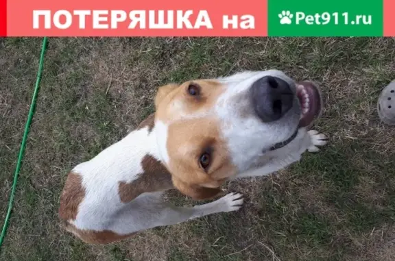 Найдена собака в Воронежской обл., ищет хозяина!