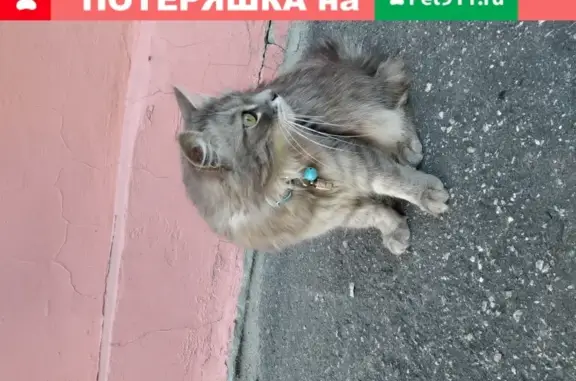 Найдена кошка на Поморской, 7 в Архангельске