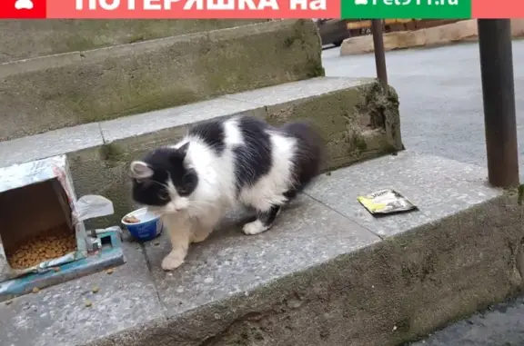 Найдена пушистая кошка на ул. Некрасова, д.48