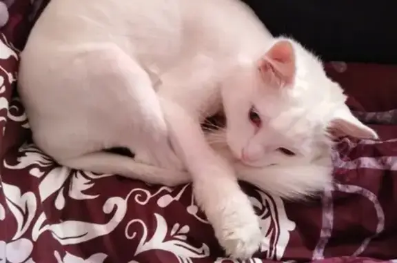 Найдена белая кошка в районе Суворова-Грязнова
