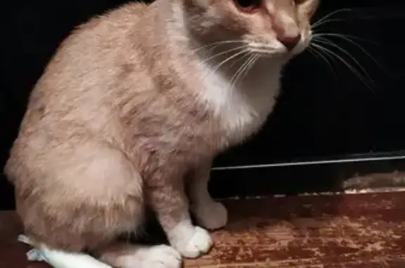 Найден кот с травмой хвоста в Твери - ищем передержку