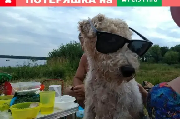 Пропала собака Боня в Копенках, Курская область.