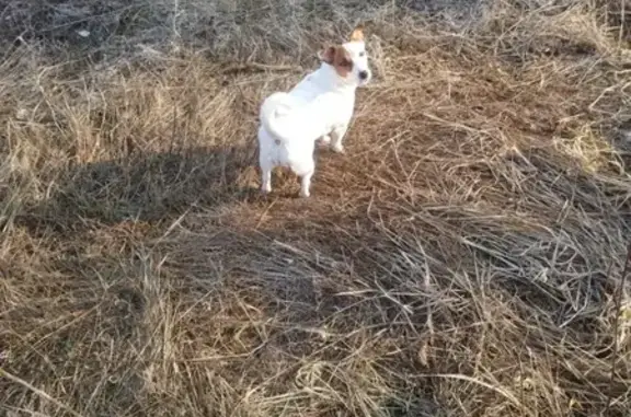 Пропала собака Ляля в Воронеже