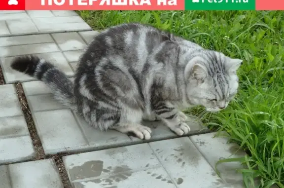 Пропал шотландский кот в д. Богатищево, Московская обл.