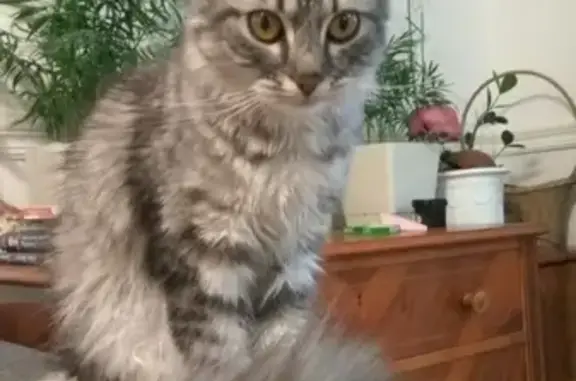 Кошки потеряшки, Ярославль, фото: Потеряшка кошка на улице Жукова 25, Рыська, нужна помощь!