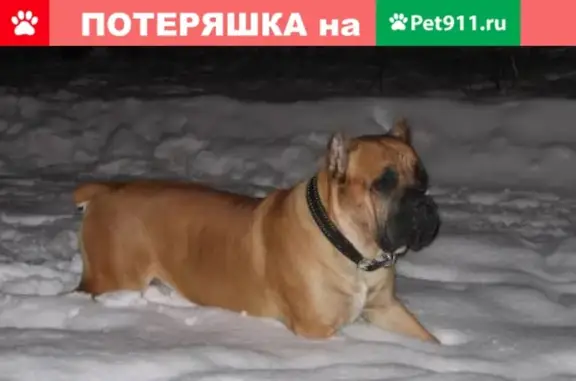 Найден истощенный Боксер в Херсонской области - photo