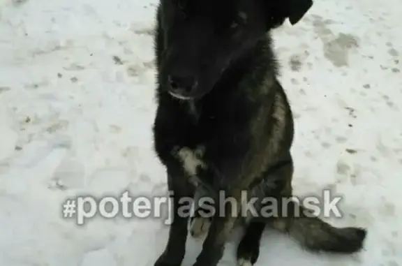 Пропала собака Кузя в районе метро Покрышкина