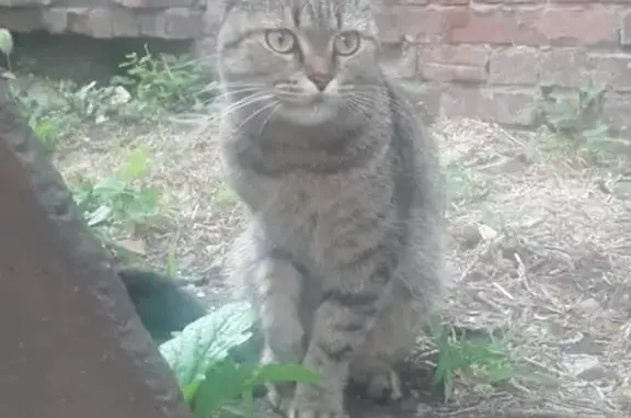 Найден кот на ул. Зиповская/Ростовское шоссе, порода шотландская вислоухая.