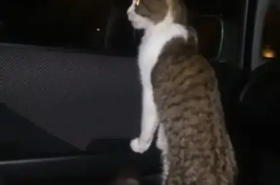 Пропал кот в Караканском бору, Новосибирская область - photo