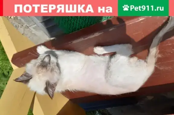 Найден истощенный кот с ошейником в Быково, Московская область