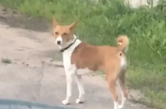 Собака найдена в Барвихе, Московская область