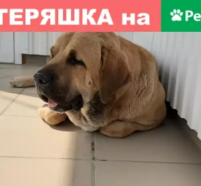Найден пес в Тольятти на Московском проспекте 4