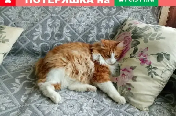 Пропал кот в Рязани, район садового товарищества КАМАЗ, рыжий с белым, породы курильский бобтейл, возраст 9 лет, кастрированный. Просьба сообщить по телефону.