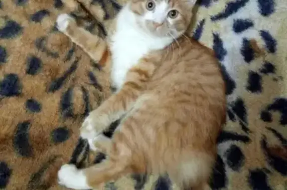 Пропала кошка рыжего Курильского бобтейла в Иваново.