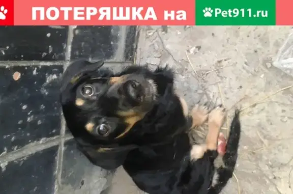 Собака найдена в Саратове, Россия