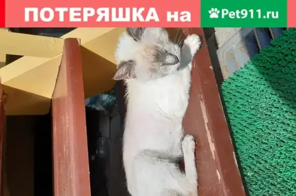 Найден истощенный кот с ошейником в Быково