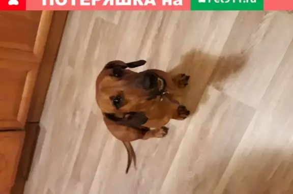 Пропала собака в Дубовом, Белгородская обл.