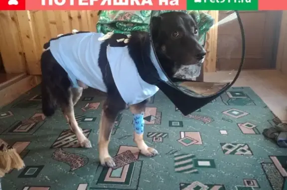 Объявления о пропавших и найденных животных, Москва, фото: Пропала собака в Москве, вознаграждение за находку.