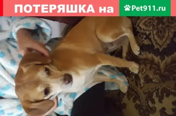 Найдена сука в Северном микрорайоне, отдадим хозяину