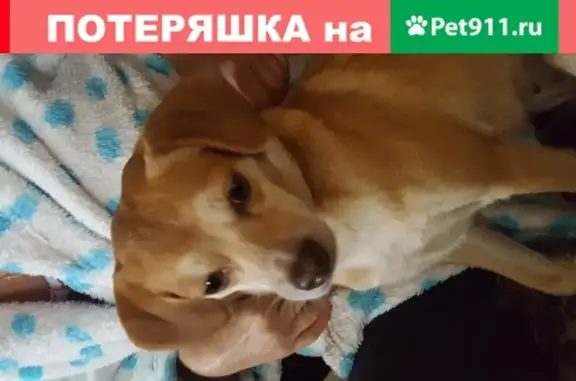 Найдена собака в Гагарине, Смоленская обл.