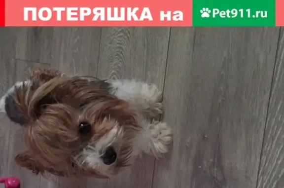 Найдена собака, Москва, фото: Найден щенок в районе Пролетарская, Москва