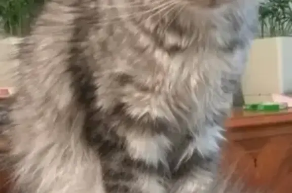 Кошки потеряшки, Ярославль, фото: Потеряшка кошка на улице Жукова 25, нужна помощь!