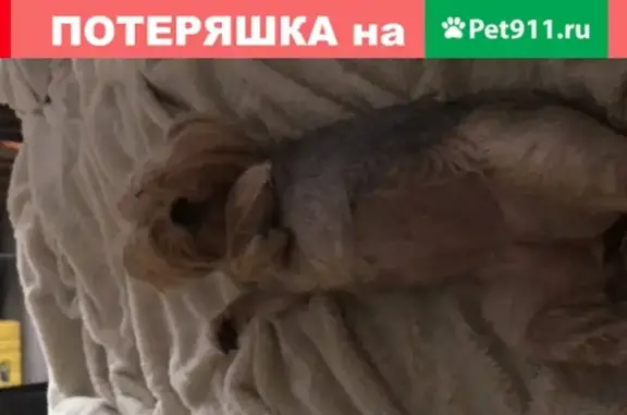 Пропала собака в Тверской области, район Приволжский Садовод 2