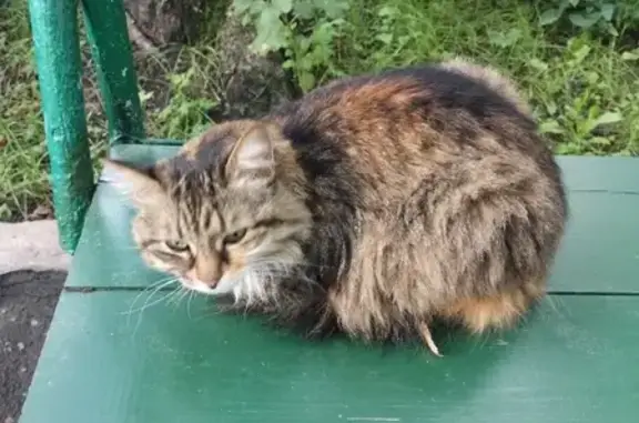 Найдена потерявшаяся кошка на ул. Герасима Курина, 12к2