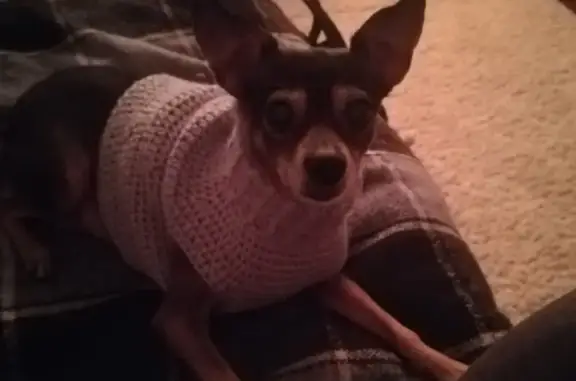 Собаки потеряшки, Томск, фото: Потеряшка собака в Томском районе, садовое товарищество Лесник-1