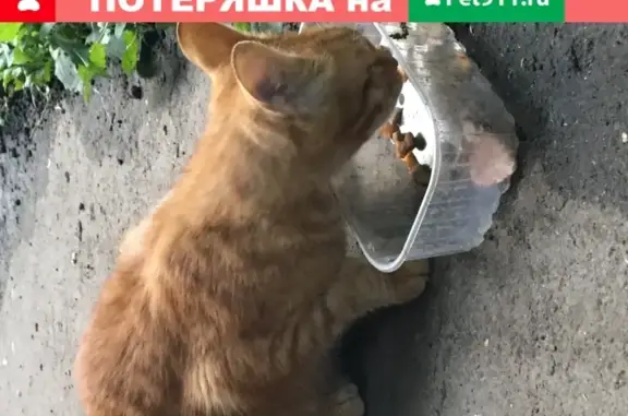 Найден голодный рыжий котик на Нагорной, дом 29к3