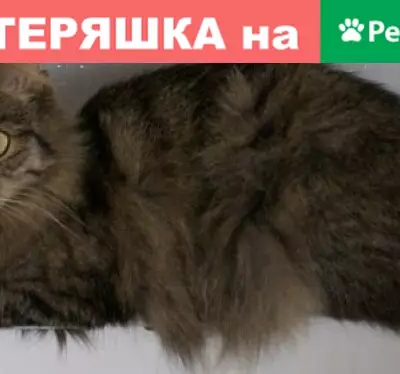 Кошки потеряшки, Москва, фото: Потеряшка кошка Буся, Ясеневая улица 17, Москва