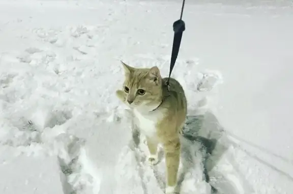 Кошки потеряшки, Санкт-Петербург, фото: Потеряшка кошка Сеня в поселке Воейково, Ленинградская область
