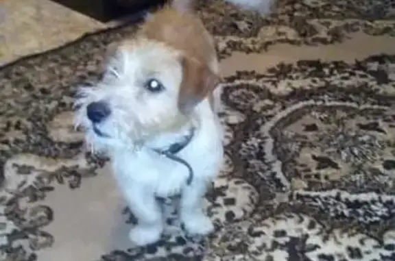 Пропала собака породы Джек Рассел терьер в Барнауле, вознаграждение гарантировано!