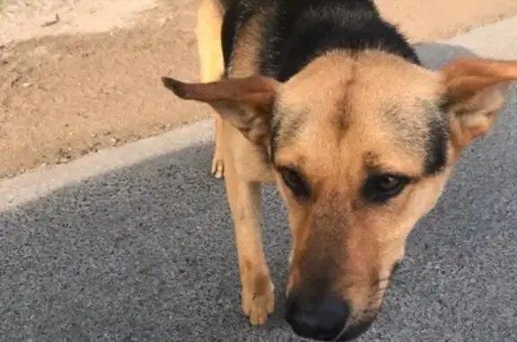 Собака найдена на трассе Черняховск-Калининград, возле Талпаки.